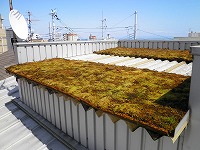 神戸市屋根緑化（クリックで写真が拡大します）