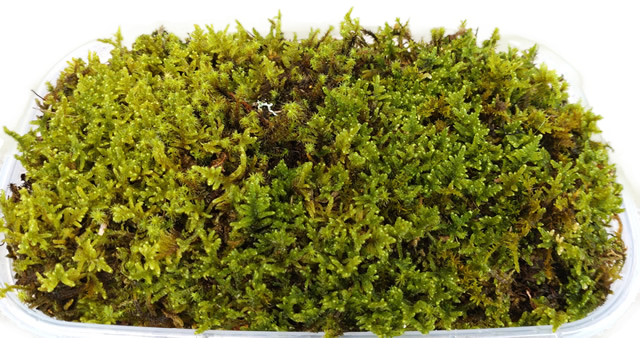 nCSP
